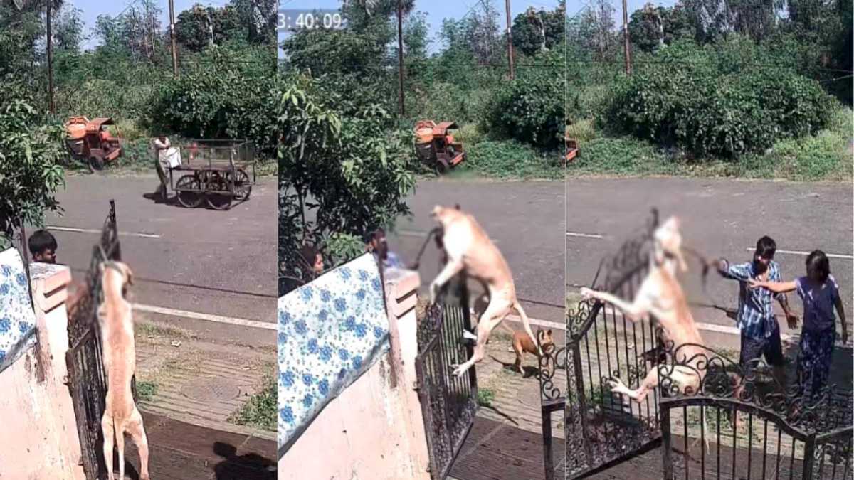 कमजोर दिल वाले इस वीडियो को न देखें: डॉग ट्रेनिंग सेंटर में कुत्ते को फांसी पर लटकाकर उतारा मौत के घाट