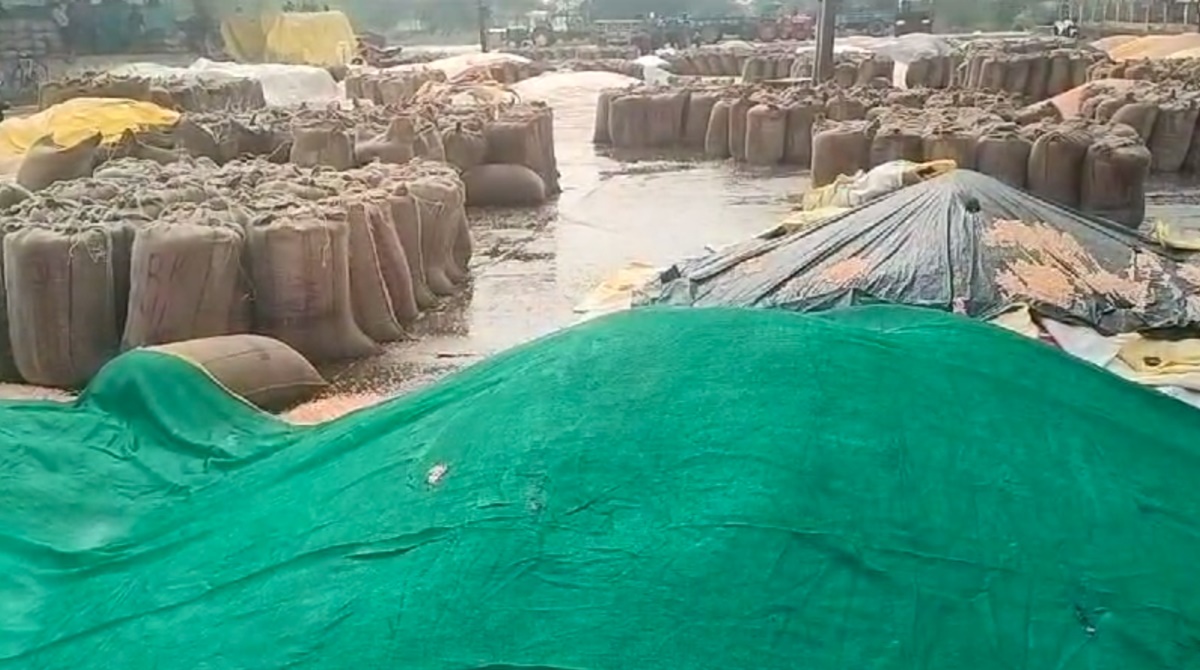  मंडी में बेमौसम बारिश से भीगा धान: टीन शेड पर व्यापारियों का कब्जा, किसान खुले में अनाज रखने को मजबूर