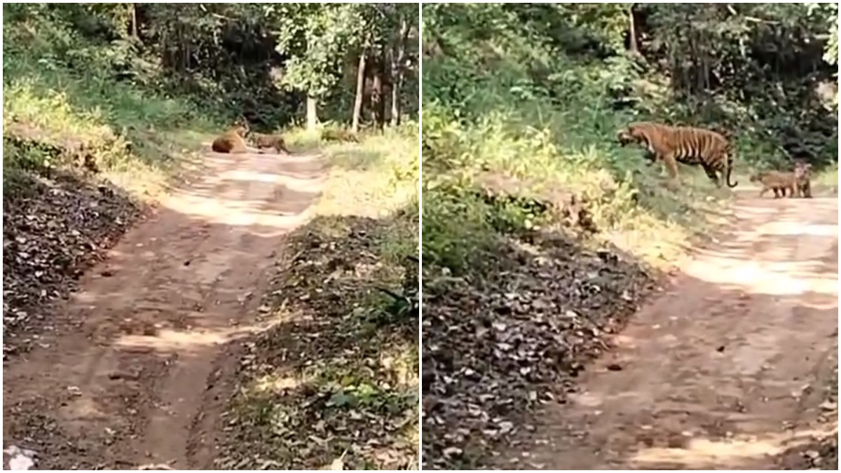 सतपुड़ा टाइगर रिजर्व में दिखे नन्हें शावक: मां के साथ अठखेलियां करते नजर आए, स्टाफ ने कैमरे में कैद किया रोमांचक नजारा