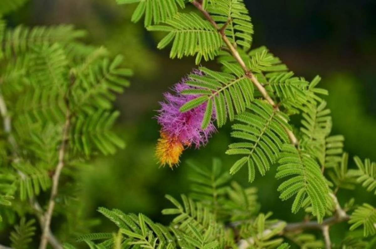 Shami plant: शमी का पौधा होता है बहुत शुभ, जाने इसे घर में लगाने के फायदे