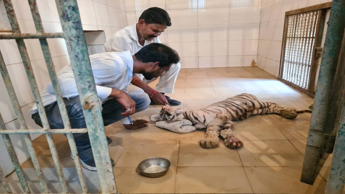 ग्वालियर जू से फिर आई दुखद खबर, महीनेभर के अंदर सफेद शेरनी मीरा के दूसरे शावक की मौत
