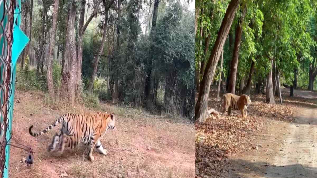 बाघिन कजरी लगा पर आदमखोर का आरोप: बांधवगढ़ टाइगर रिजर्व प्रबंधन ने किया रेस्क्यू, बिना मां के घूम रहे शावक