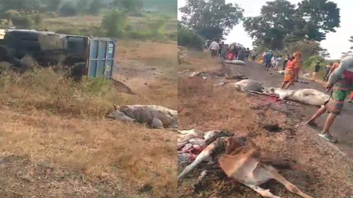 डिंडोरी में बेलगाम डंपर ने मवेशियों को रौंदा: 12 से अधिक गायों की मौत, ग्रामीणों ने मुआवजा लेने से किया इनकार, सड़क पर लगाया जाम