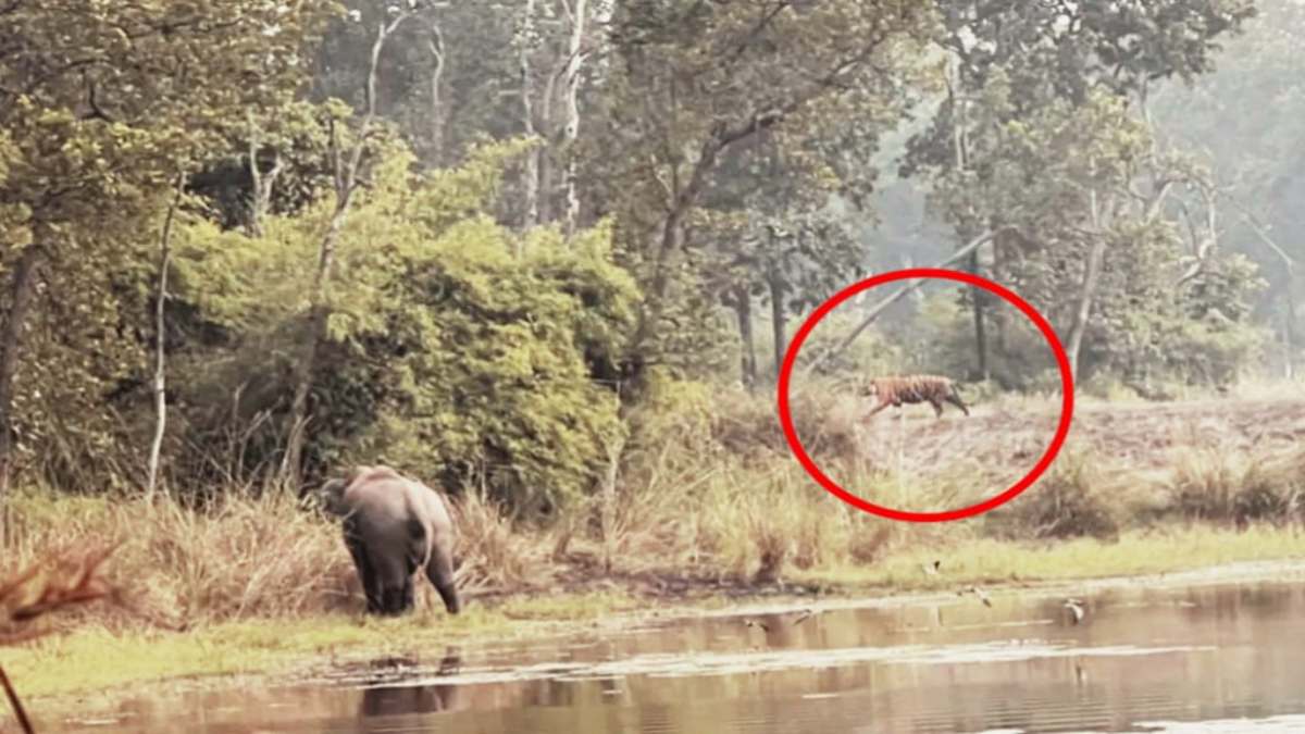 ये अपुन का इलाका है..! हाथी ने बाघ को खदेड़ा, दुम दबाकर भाग निकला वनराज
