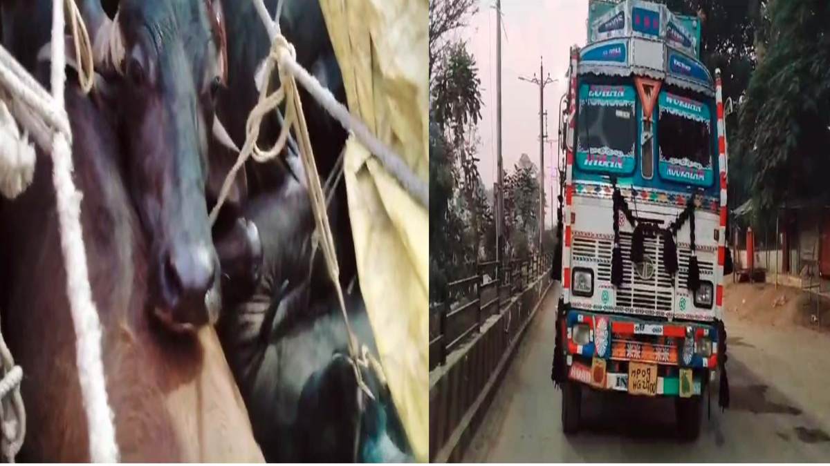 MP में मवेशियों की तस्करी: ट्रक में ठूंस-ठूंस कर ले जा रहे थे उत्तरप्रदेश, चार तस्कर चढ़े पुलिस के हत्थे
