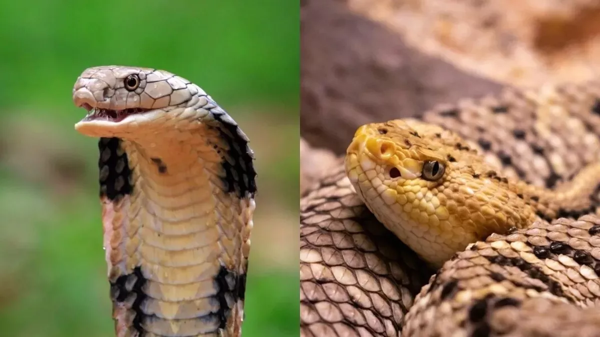 मिर्जापुर में झोले में सांप भरकर युवक पहुंचा अस्पताल, बोला- इसने मुझे काटा लगाया जाए एंटी वेनम