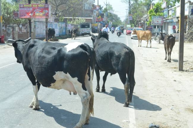 संभल में छुट्टा पशु से बाइक टकराई, चेकिंग पर निकले सब इंस्पेक्टर की मौत