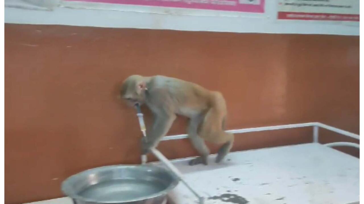 बदायूं में बंदर डाल गया जहर का पाउच, तीन बच्चों ने चूरन समझ चाट लिया, एक की मौत