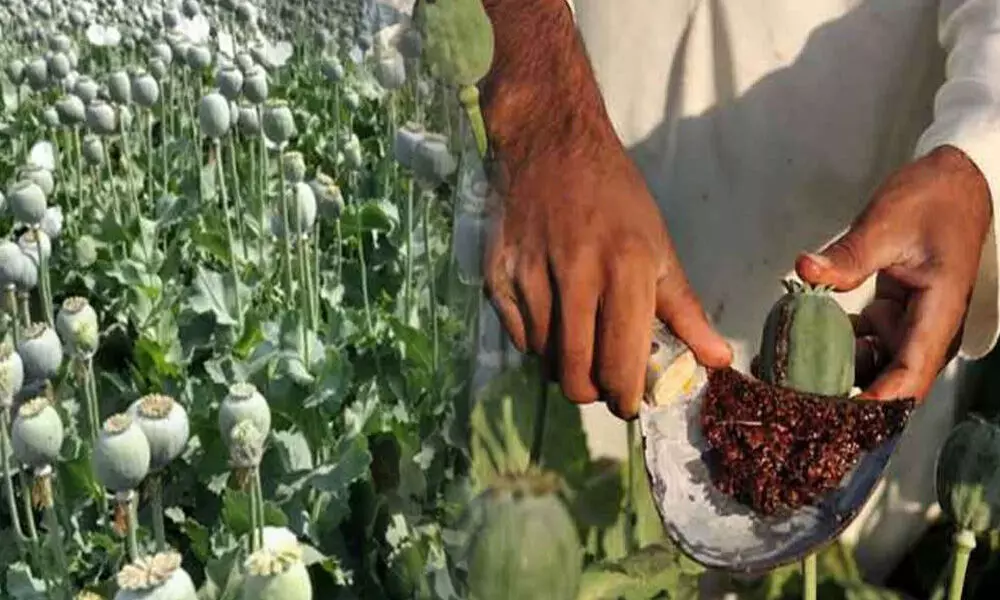 नेशनल हाईवे में ट्रक में मिला 2 किलो 500 ग्राम अफीम, ड्राइवर गिरफ्तार