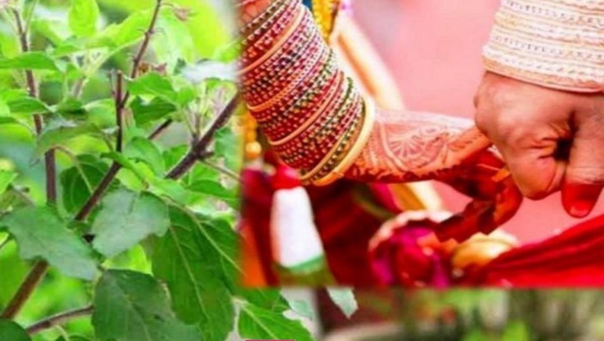 Dev Uthani Ekadashi 2023: तुलसी विवाह के दिन ये उपाय करने से वैवाहिक जीवन की समस्याएं होती हैं खत्म…