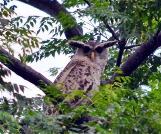 दिवाली पर उल्लू को लेकर वन विभाग सतर्क, तस्करों पर रहेगी पैनी नजर