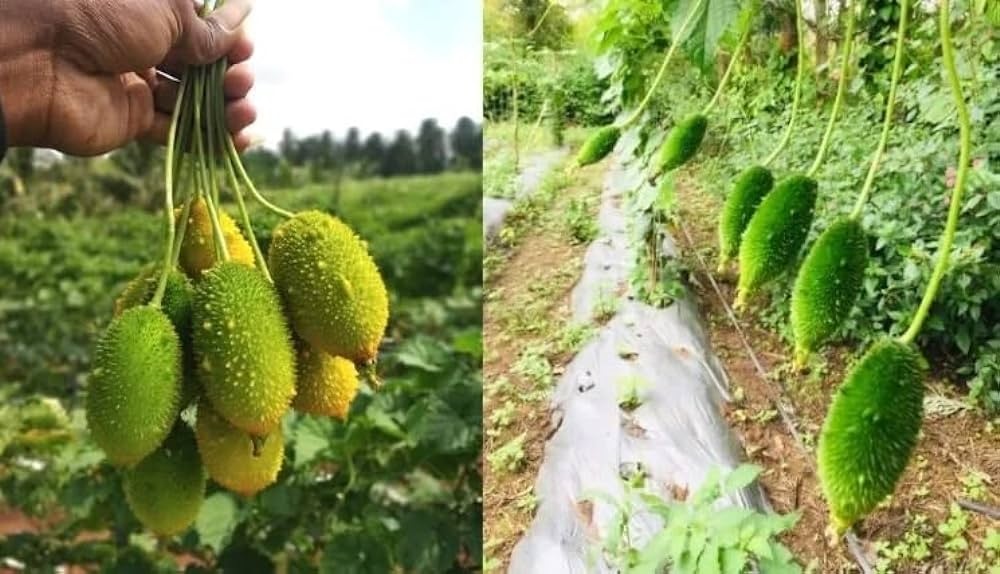Profit From Kurtula Cultivation: जंगली सब्जी की खेती ने बदल दी किसान की किस्मत, 3 महीने में कमाए 9 लाख