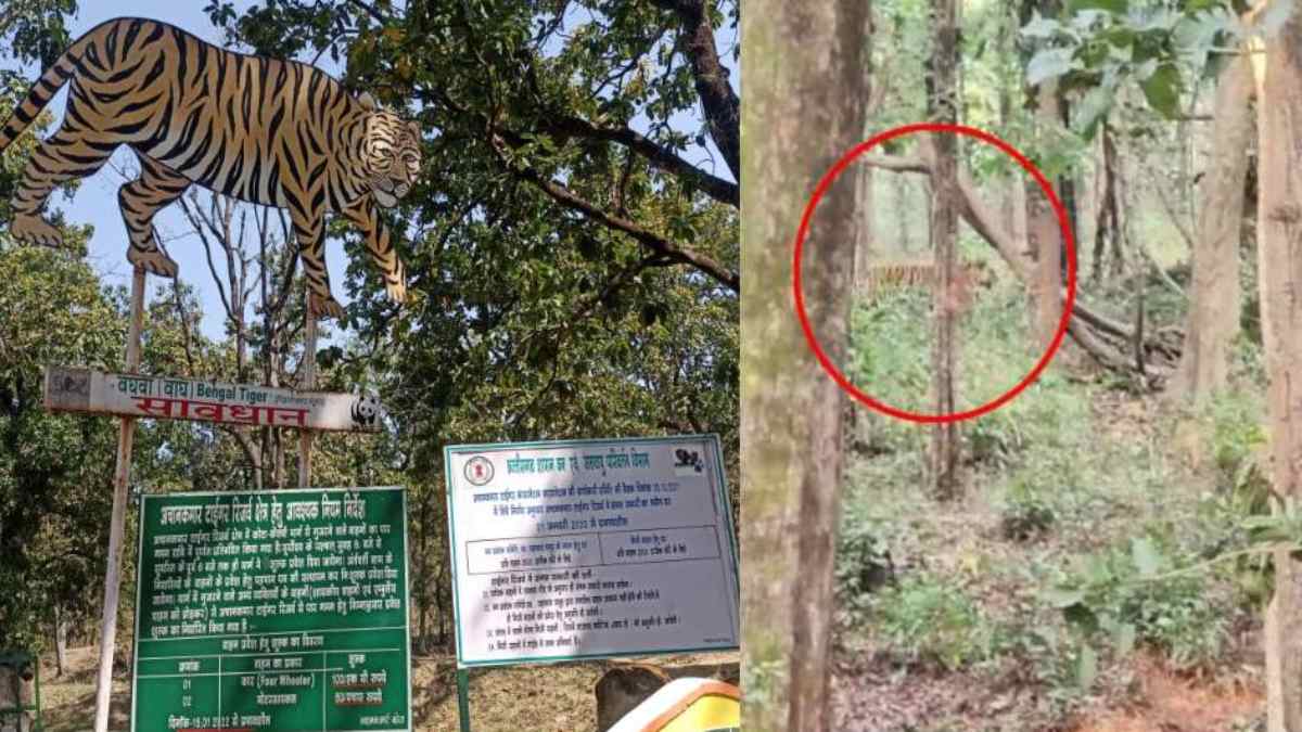 VIDEO : CG के इस टाइगर रिजर्व में बाघ की धमक, भ्रमण के लिए पर्यटकों में भारी उत्साह, वन्यजीवों और एटीआर की सुंदरता को देख आप भी हो जाएंगे मंत्रमुग्ध