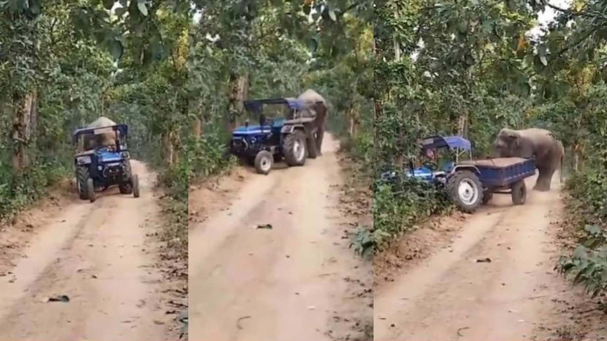 अब हाथी करेंगे तस्करों की निगरानी! रेत तस्करों को खदेड़ते गजराज का वीडियो वायरल, देखें VIDEO …
