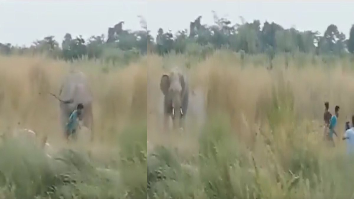 Odisha News : युवक ने जंगली हाथी को पूंछ खींचकर चिढ़ाया, हुआ गिरफ्तार