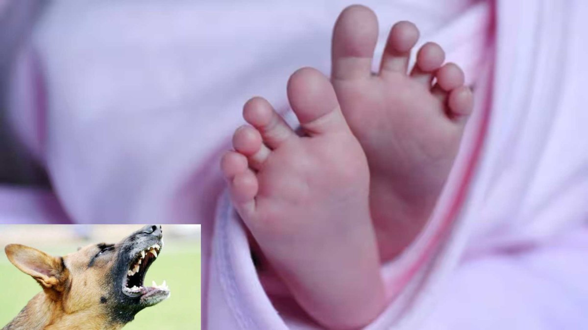 हृदय विदारक घटना : आवारा कुत्ते ने नवजात बच्ची को नोंचा, मिला शव