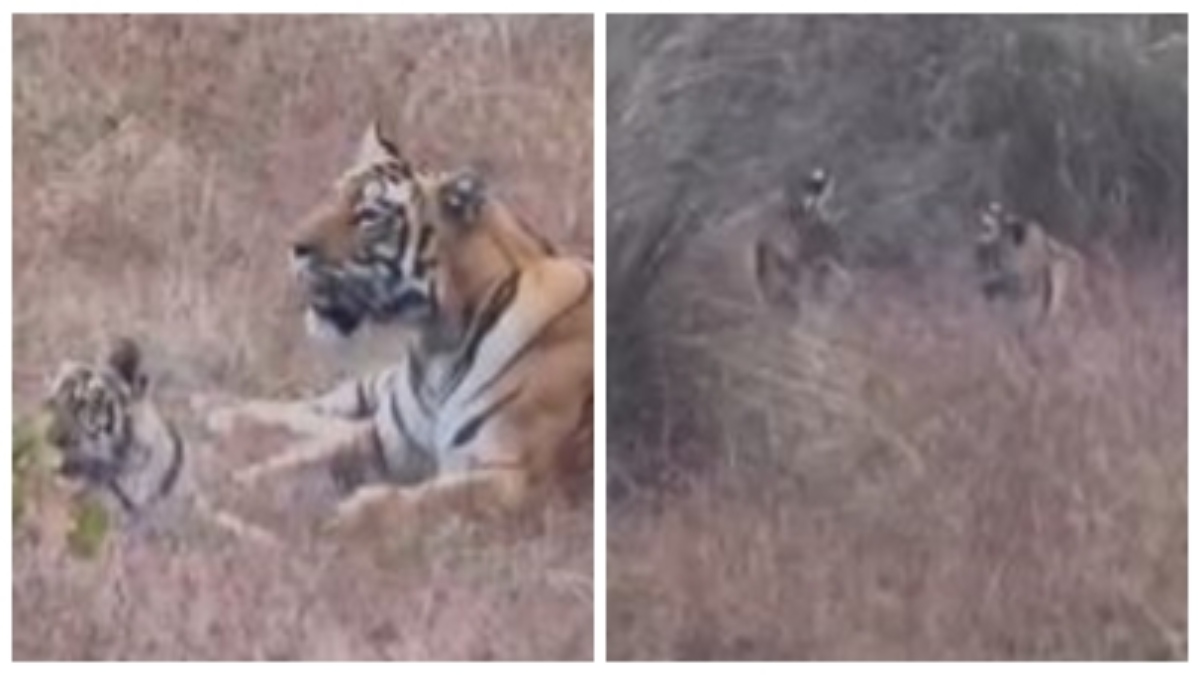 सतपुड़ा टाइगर रिजर्व में दिखा अद्भुत नजारा: बाघिन के साथ अठखेलियां करते दिखे तीन नन्हें शावक, VIDEO देख आप भी हो जाएंगे मंत्रमुग्ध  