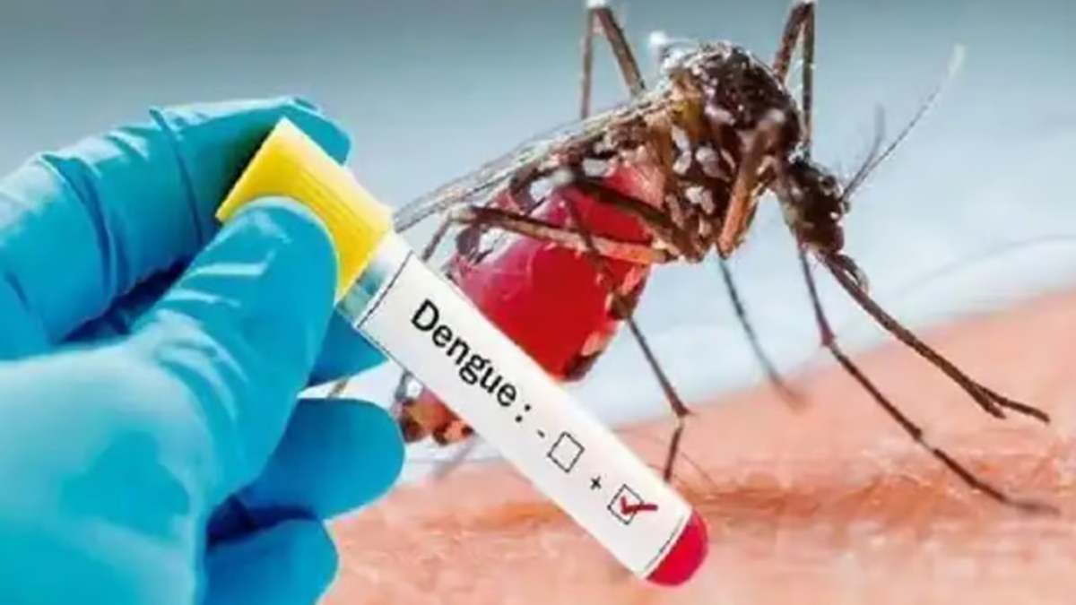 Dengue Alert: एमपी के इस शहर में डेंगू का कहर जारी, 24 घंटे में आए 24 नए मामले, 812 पहुंचा आंकड़ा