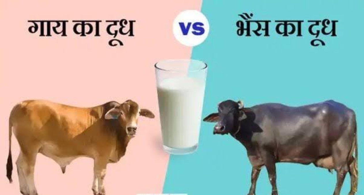 Cow and Buffalo Milk Difference: गाय के दूध का रंग हल्का पीला और भैंस का दूध सफेद क्यों? कभी सोचा है आपने? जवाब जाने यहां…