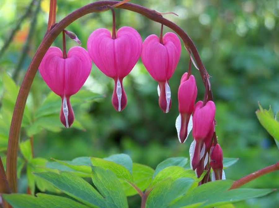 Plants For Winter Season: ठंड के मौसम में लगा सकते हैं ये सभी प्लांट, क्योंकि इन्हें नहीं चाहिए होती ज्यादा धूप…