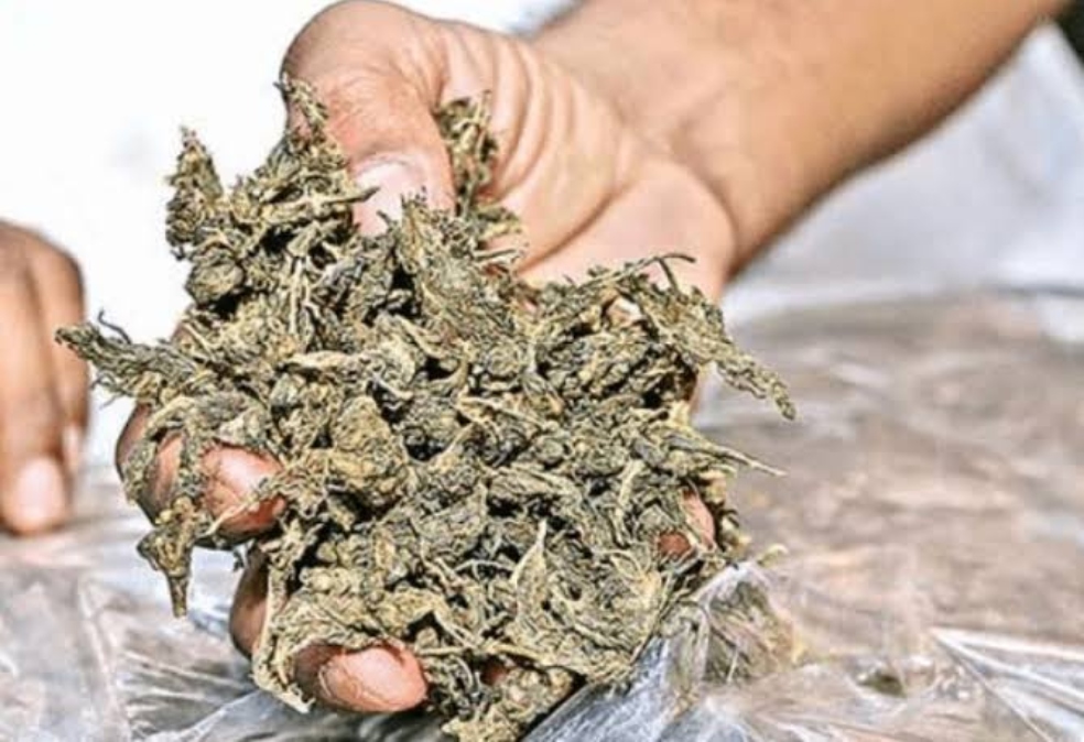 Odisha News: भुवनेश्वर रजिस्ट्रेशन नंबर वाली गाड़ी से 1 क्विंटल गांजा जब्त…