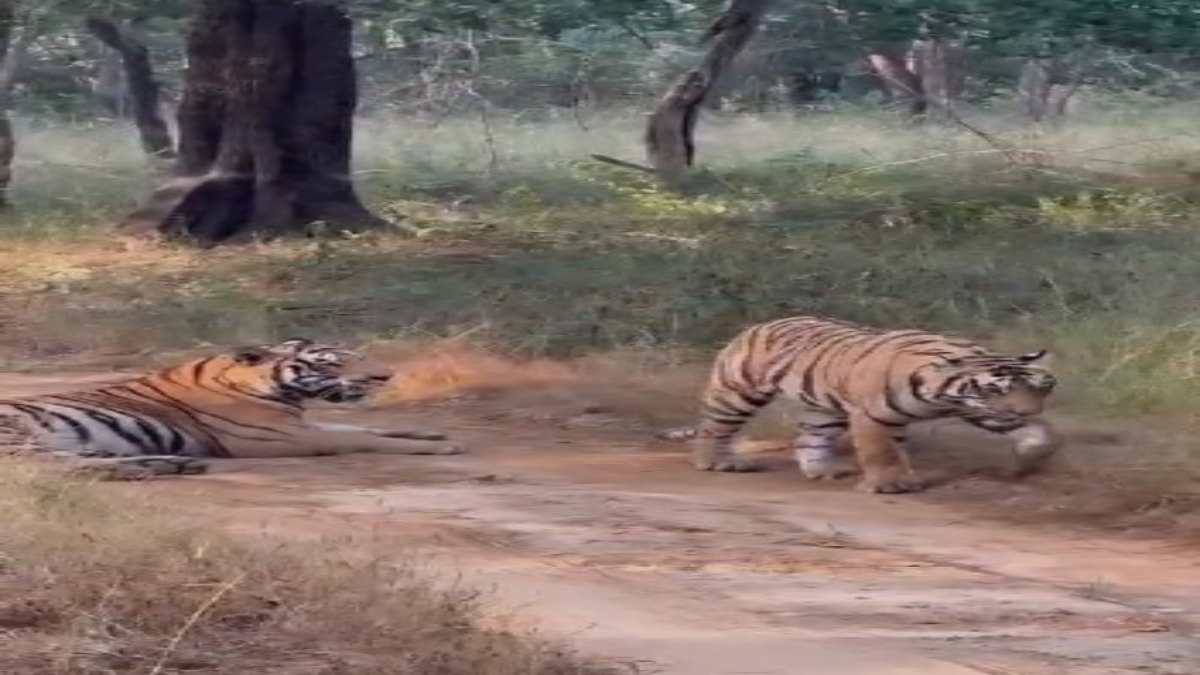 Satpura Tiger Reserve: जिप्सी के सामने अचानक आया टाइगर, थम गई पर्यटकों की सांसे, Video वायरल