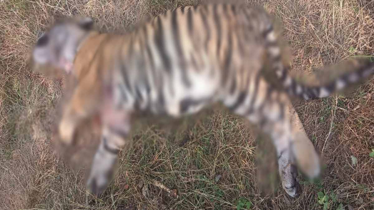 Panna Tiger Reserve: नर बाघ शावक की मौत से मचा हड़कंप, टाइगर रिजर्व पर खड़े हो रहे कई सवाल