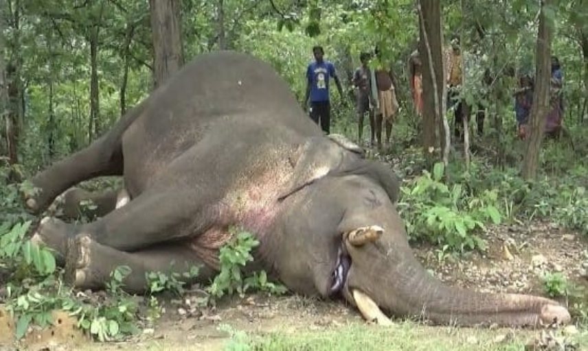 Odisha Crime: क्योंझर में करंट की चपेट में आने से हाथी की मौत, 5 शिकारी गिरफ्तार