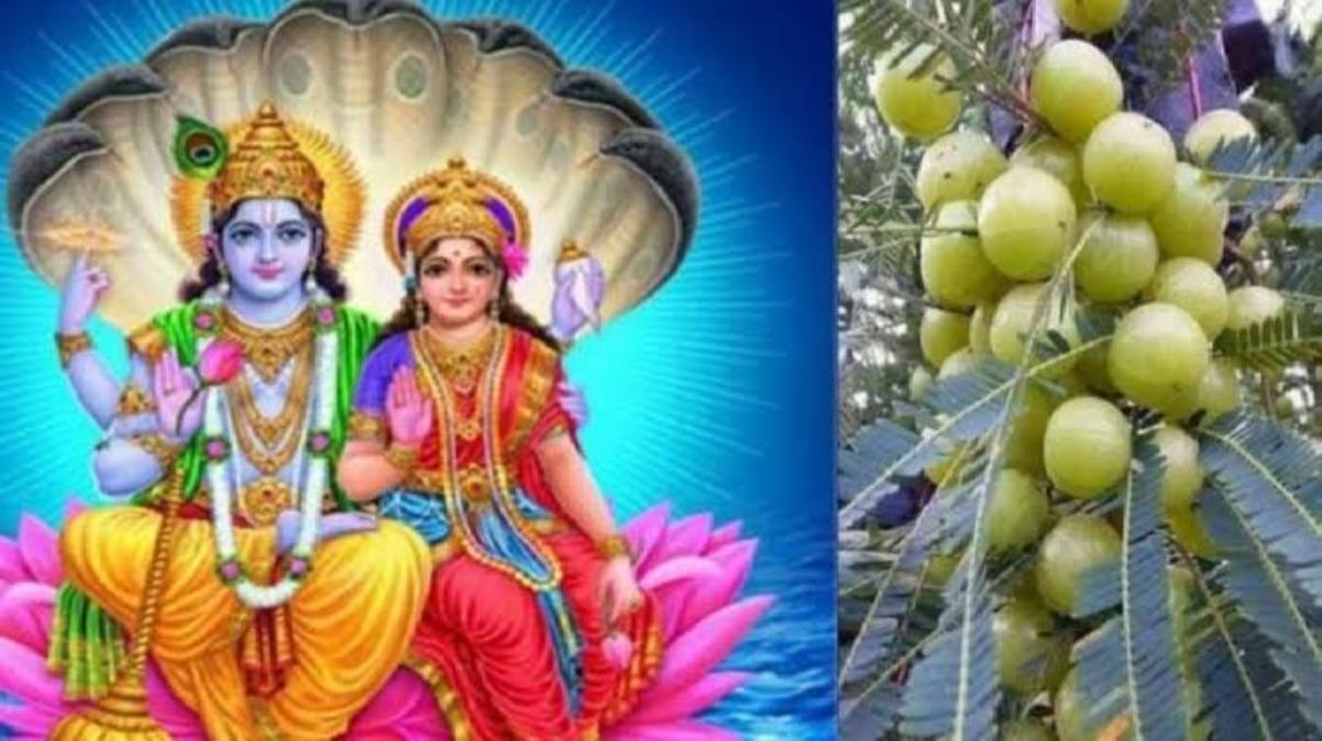 Amla Navami 2023: कार्तिक माह के शुक्ल पक्ष की नवमी तिथि को होती है आंवला नवमी, यहां जाने पूजा का समय और इस दिन का महत्व…
