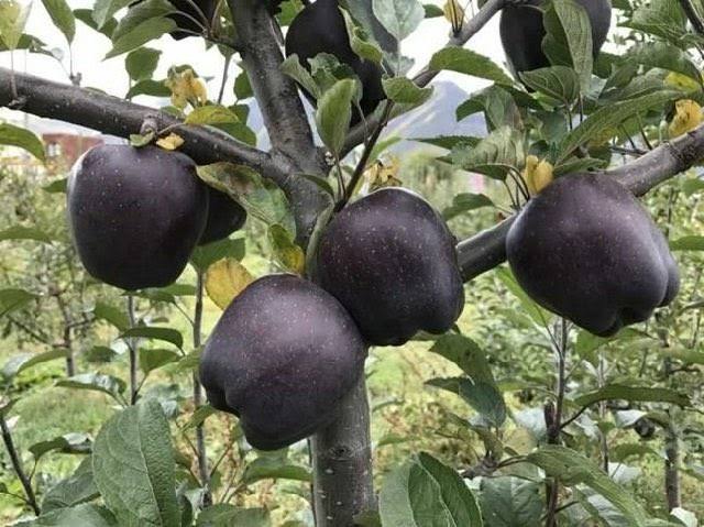 यह है दुनिया का सबसे महंगा Apple, किलो से नहीं नक्शे होती है कीमत…