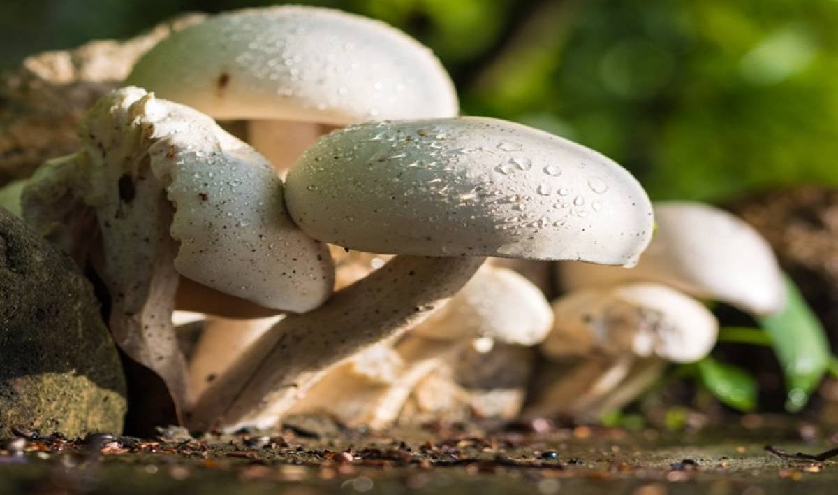 Odisha News: ओडिशा के किसानों ने की मशरूम की खेती को कृषि का दर्जा देने की मांग…