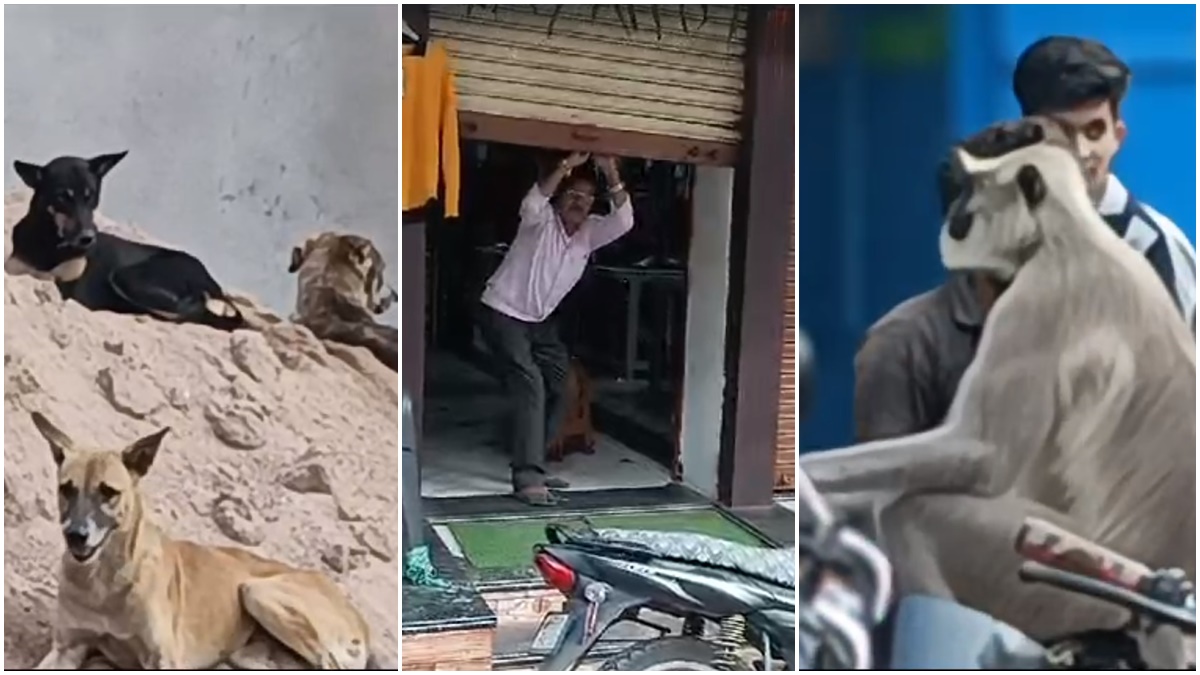 अलीराजपुर में कुत्तों और बंदरों का आतंक: लोगों ने खौफ के चलते बंद की दुकानें, अब तक हमले में 8 घायल