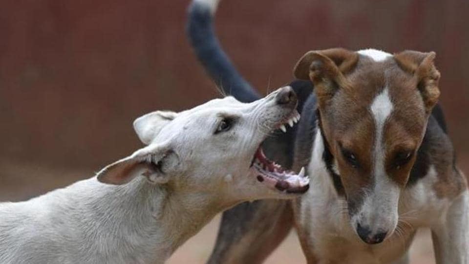 पंजाब सहित चंडीगढ़ और हरियाणा में अब कुत्ते के काटने पर मुआवजा