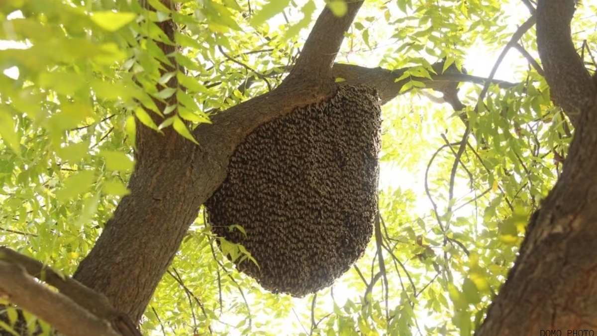 MP: खेत में काम कर रही महिलाओं पर मधुमक्खियों ने किया हमला, 2 बच्चे भी घायल, अस्पताल में भर्ती 