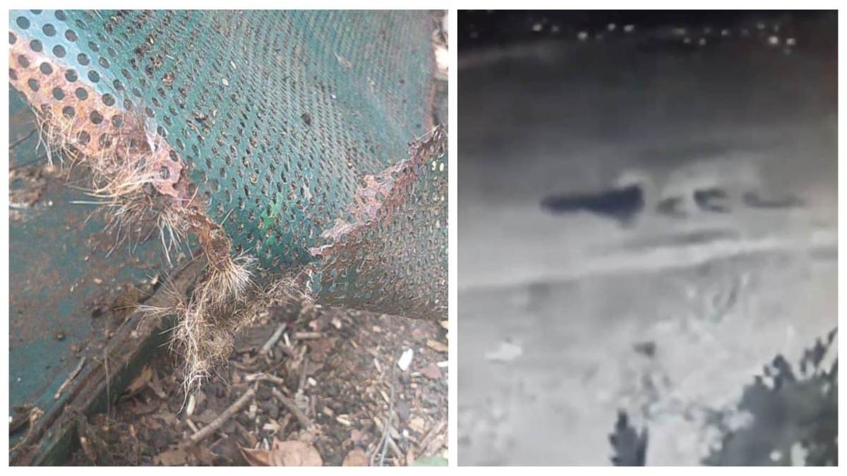 टाउनशिप में नजर आया तेंदुआ, आर्मी वॉर कॉलेज से पिंजरा तोड़कर हुआ फरार, CCTV आया सामने