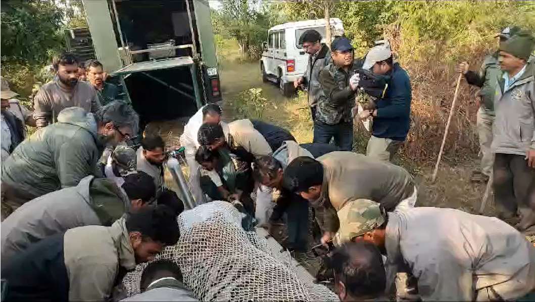 आदमखोर बाघ का वन विभाग ने किया रेस्क्यूः लोगों ने ली राहत की सांस, एक महीने के भीतर तीन लोगों को बना चुका था अपना शिकार