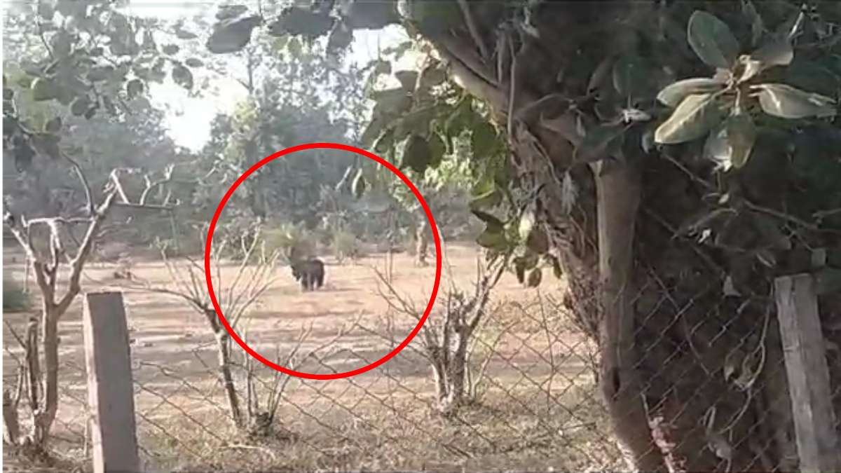 अचानक गौठान में पहुंचा भालू, मचा हड़कंप, देखें Video …
