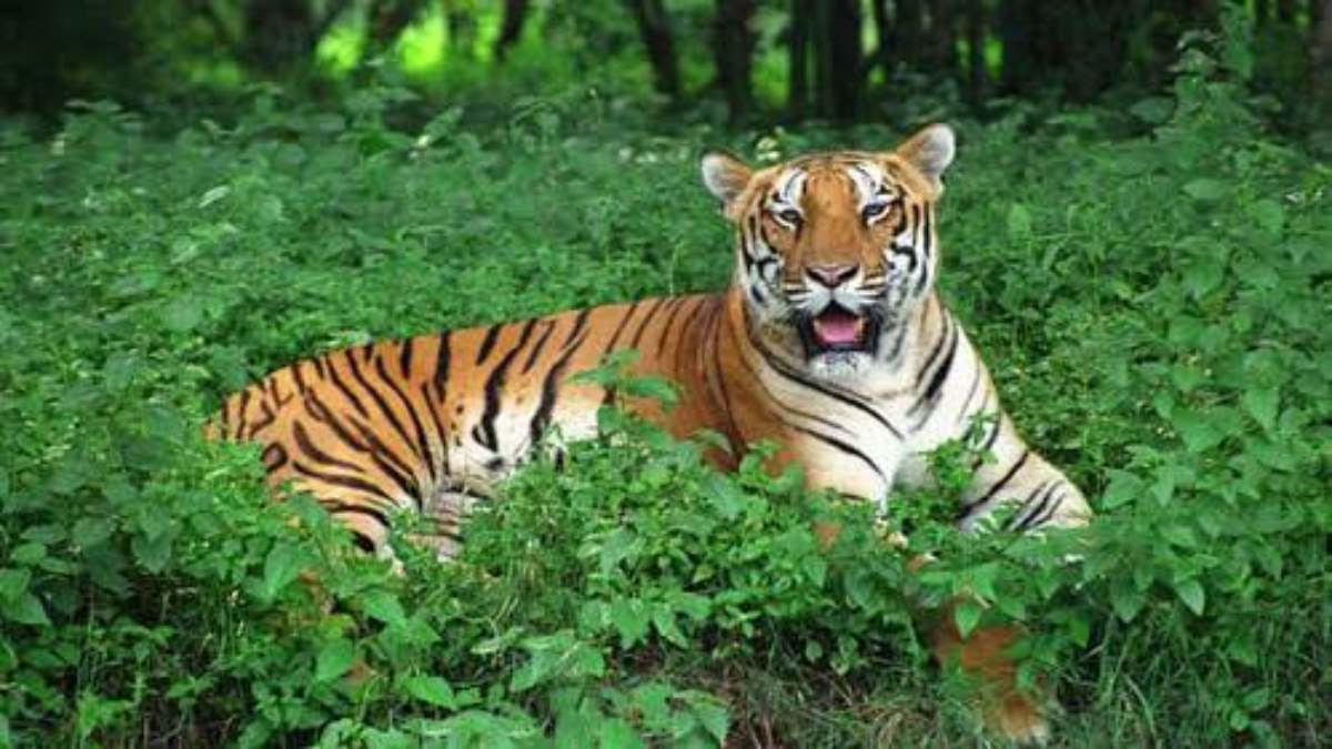 शिमिलिपाल की सुरक्षा : शिकारियों के खिलाफ वन विभाग की धरपकड़ जारी, मयूरभंज में 71 बंदूकें जब्त, दोनों चरणों में अब तक 236 बंदूक बरामद