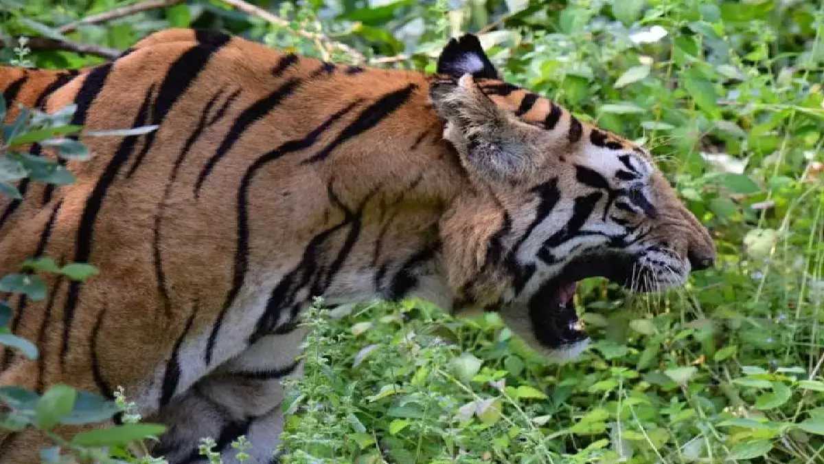 बाघ ने महिला पर किया हमला, जंगल में घसीटकर ले गया शव, क्षेत्र में दहशत का माहौल