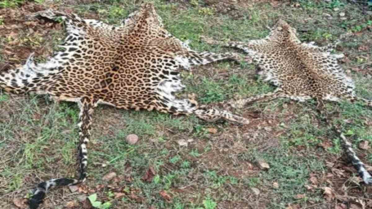 Odisha News : तेंदुए की खाल के साथ 2 गिरफ्तार