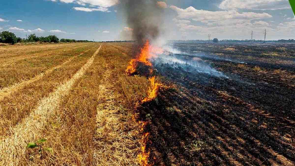 Punjab News: पराली जलाने वालों के खिलाफ जिला प्रशासन सख्त, 35 किसानों के खिलाफ मामला दर्ज
