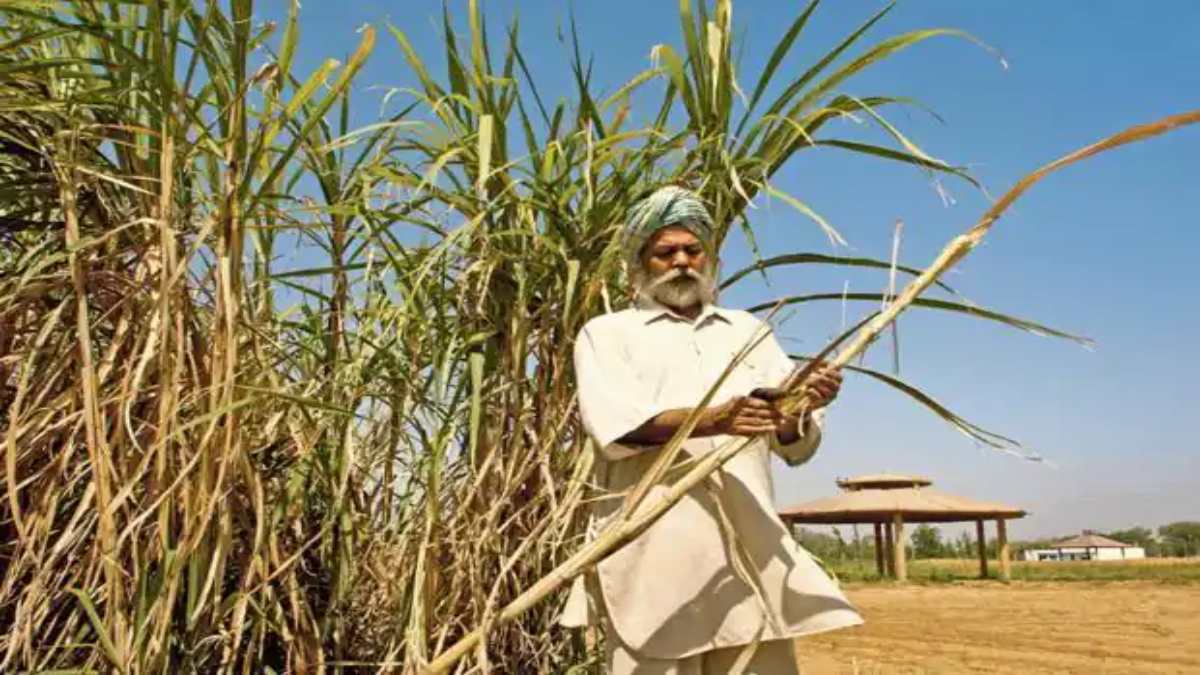 Panjab News: किसानों के लिए खुशखबरी, राज्य में मिलेगा गन्ने का सबसे ज्यादा दाम, जल्द ही सरकार मिल मालिकों के साथ करेगी बैठक