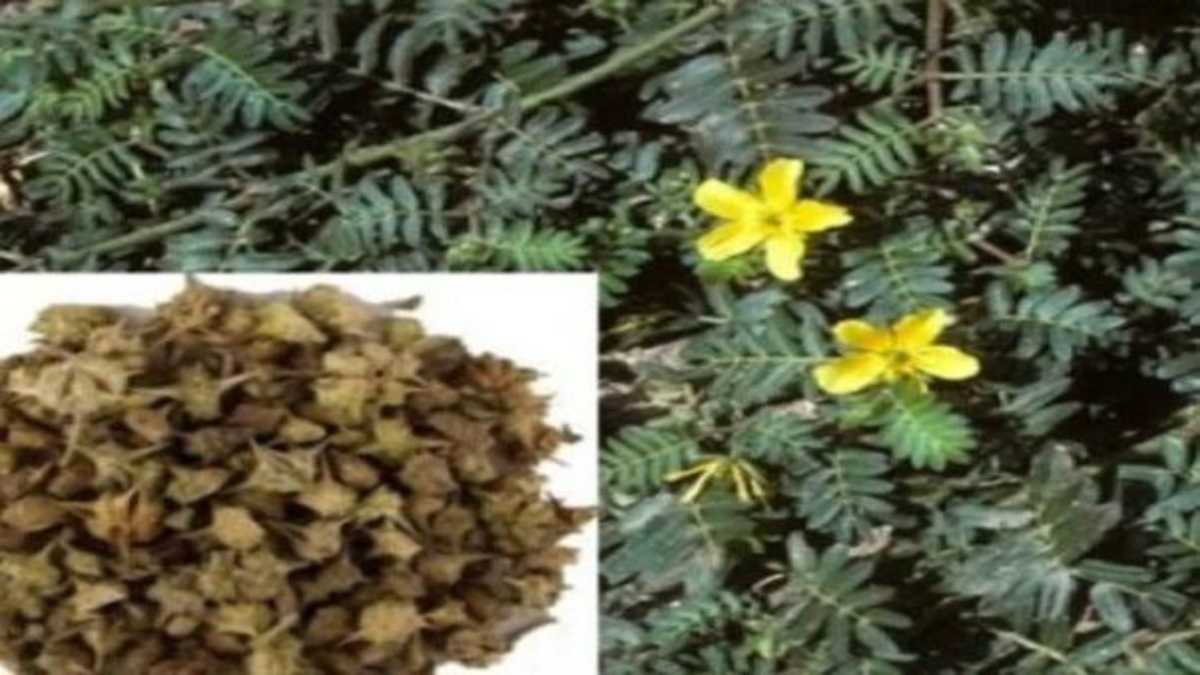 गोक्षुर का पौधा है फायदेमंद, इन 20 तरह के रोगों के लिए किसी रामबाण से कम नहीं…