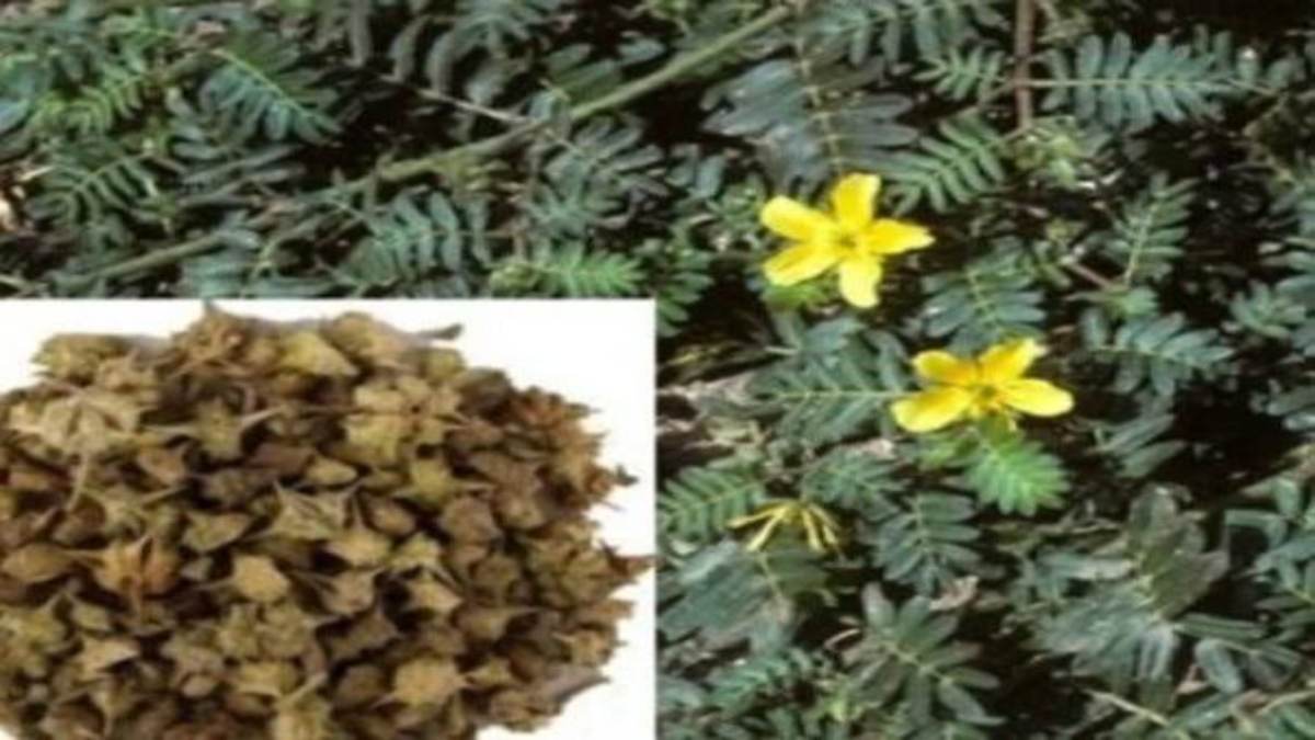 इन 20 रोगों के लिए किसी रामबाण से कम औषधि नहीं है गोक्षुर का पौधा, आयुर्वेद में बड़े स्तर पर किया जाता है प्रयोग …