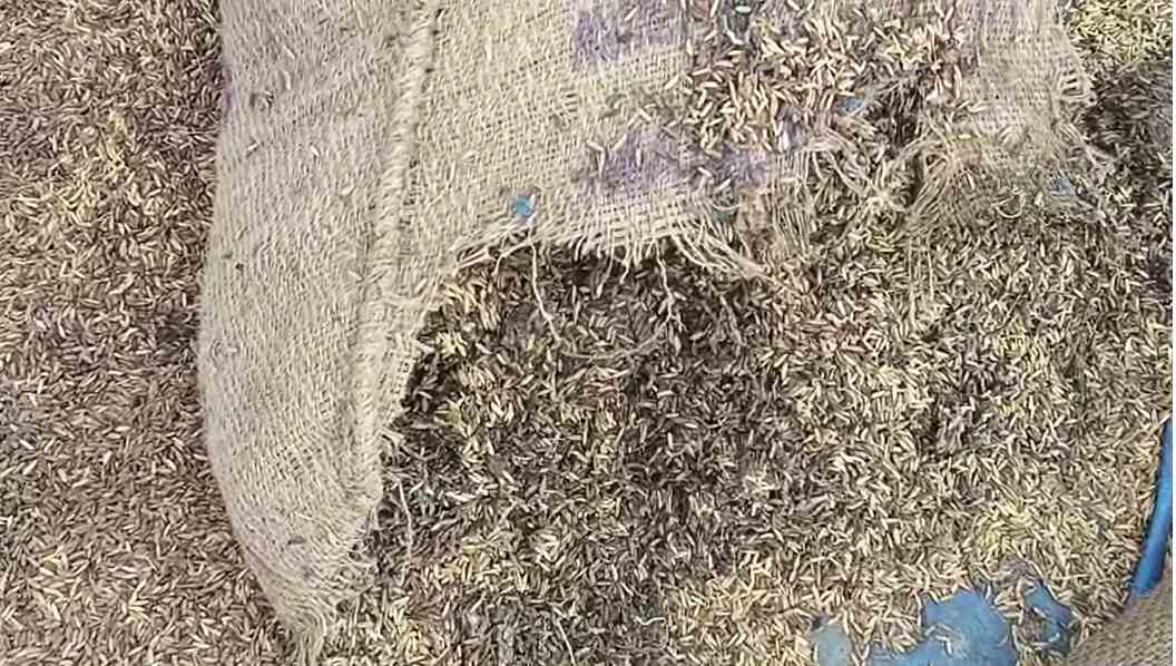 धान भंडारण में बड़ी लापरवाहीः गो ग्रीन कंपनी के डायरेक्टर समेत 3 पर FIR दर्ज