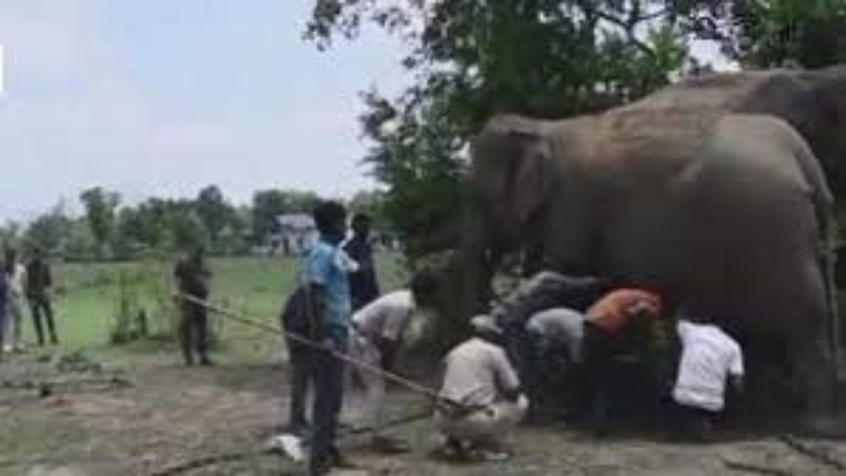 बड़ी लापरवाही: टाइगर रिजर्व का खूंखार हाथी राम बहादुर चैन तोड़ के भागा, खोजबीन में लगी टीम