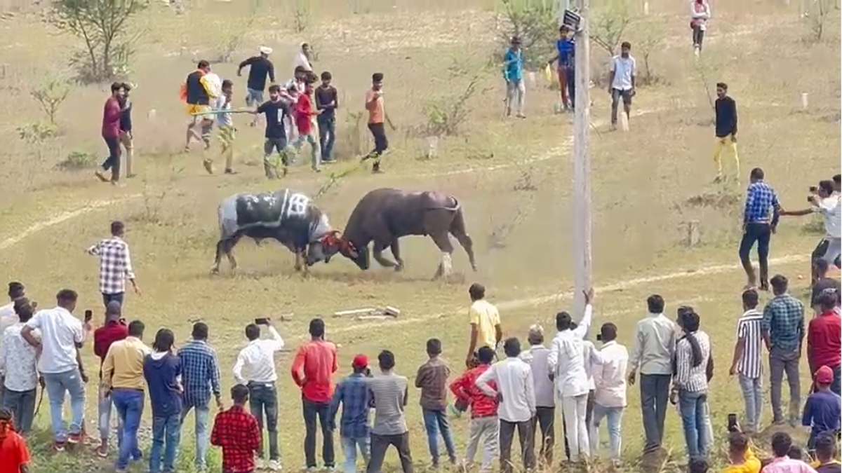 भैंसों की लड़ाईः दीपावली के दूसरे दिन आयोजन, 80 सालों से चली आ रही परंपरा