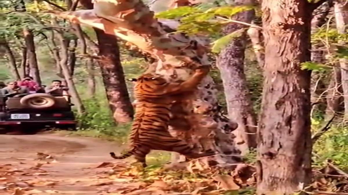 पेड़ पर चढ़ते नन्हे टाइगरः सतपुड़ा टाइगर रिजर्व में रोमांचक नजारा, ऑफिशियल इंस्टाग्राम में Video शेयर
