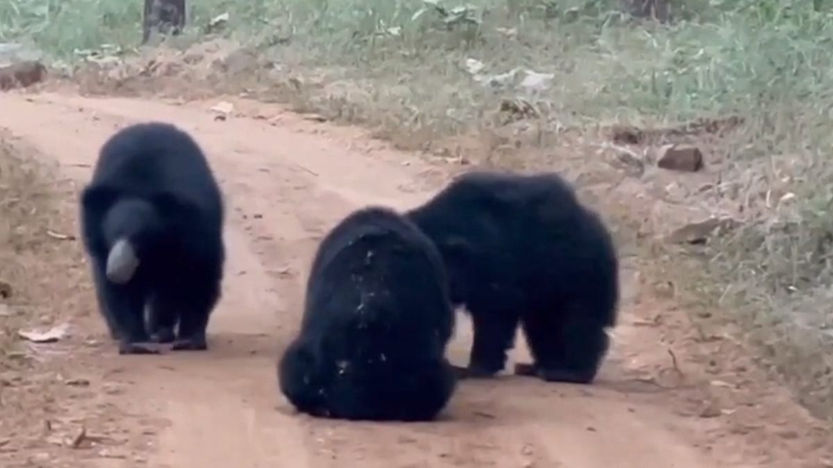 Viral video: टाइगर रिजर्व में बीच सड़क पर भालूओं की मस्ती, अबतक आपने नहीं देखा होगा ऐसा वीडियो!