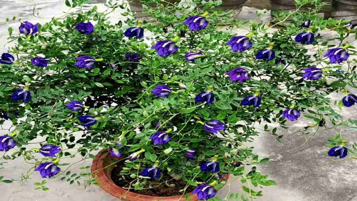 वास्तु के अनुसार जानें घर में किस दिशा में लगाएं अपराजिता का पौधा, नहीं होगी धन की कमी …